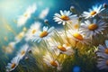 Chamomiles daisies macro in summer spring field on background blue sky with sunshine and Summer natural landscape with copy space. Royalty Free Stock Photo