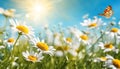 Chamomiles and Daisies Macro in Summer-Spring Field