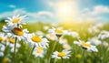 Chamomiles and Daisies Macro in Summer-Spring Field