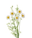 Chamomiles daisy flower isolated on white background without shadow with clipping path Royalty Free Stock Photo