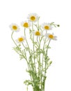 Chamomiles daisy flower isolated on white background without shadow with clipping path Royalty Free Stock Photo