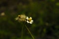 Chamomiles flowers with Flowering dandelion, dry seeds, and one seed in the wind flying away. Green background Royalty Free Stock Photo