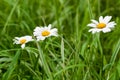 Chamomiles in grass