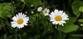 Chamomiles in green garden. Flowers background Royalty Free Stock Photo