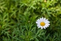 Chamomiles and Green grass in the nature, Chamomiles on a green background, beautiful flowers in the garden