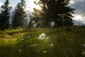 Chamomiles in a meadow in the first rays of sun Royalty Free Stock Photo