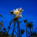 Beautiful summer field with daises, blue sky and sunlight. Royalty Free Stock Photo