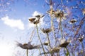 Beautiful summer field with daises, blue sky and sunlight. Royalty Free Stock Photo