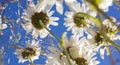 Beautiful summer field with daises, blue sky and sunlight. Royalty Free Stock Photo