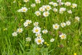 Chamomiles among the motley grass on the mountain meadow