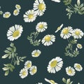 Chamomiles scattered randomly on gray background.Daisy flower drawing.