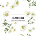 Chamomiles scattered randomly on white background.Daisy flower drawing.