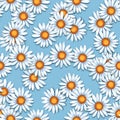 Chamomiles. Seamless pattern with daisy flowers