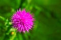 Chamomiles on the summer field. It is used to make herbal infusions for traditional medicine