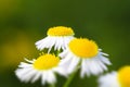 Chamomiles on the summer field. It is used to make herbal infusions for traditional medicine