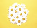 Chamomiles top view on yellow background,daisy flower,camomiles decoration banner.Floral decor Royalty Free Stock Photo