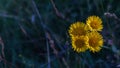 Chamomiles yellow in the dark evening background