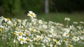 chamomilla. Matricaria chamomilla, recutita, Hungarian, kamilla, wild or blue chamomile, or fragrant Maygrass, is an