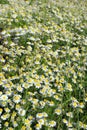 Chamomilla recutita. Carpet of chamomile flowers on a Sunny day Royalty Free Stock Photo