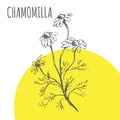 Chamomilla vector sketch botanical herb spice