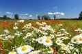 Chamomille flowers