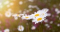 Chamommile fiels, wild flower blossom, summer. Nature Royalty Free Stock Photo