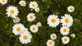 Chamommile fiels, wild flower blossom, summer. Nature Royalty Free Stock Photo