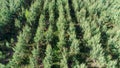 Field of fir treesclose to Le Buisson-de-Cadouin in the Black Perigord France Royalty Free Stock Photo