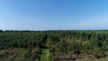 Field of fir treesclose to Le Buisson-de-Cadouin in the Black Perigord France Royalty Free Stock Photo