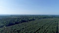 Field of fir treesclose to Le Buisson-de-Cadouin in the Black Perigord France Royalty Free Stock Photo