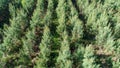 Field of fir treesclose to Le Buisson-de-Cadouin in the Black Perigord France Royalty Free Stock Photo