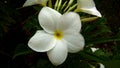 Champa flower five white petals flower