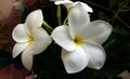 Champa flower five white petals flowers