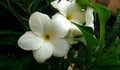 Champa flower white five petals center yellow color