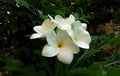 Champa flower five white petals flowers