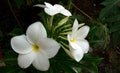 Champa flower five white petals flowers