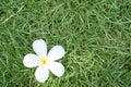 Champa flower on grass Royalty Free Stock Photo