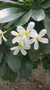 Champa flower tree