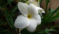 Champa flower white five petals center yellow color