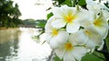 Champa flowers near river in the park in Thailand