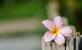 Champa white pink flowers placed on old wood. Royalty Free Stock Photo