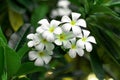 Champa flowers