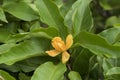 Champaca, Champa, Orange Chempaka, Golden Champa, Sony Champa (Michelia champaca Linn.), Tree.