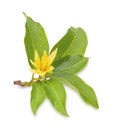 Champaca, Champa, flowers with medicinal properties on white background