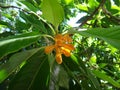 Champak - Yellow or orange flower