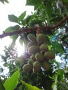 Fruits of champak tree