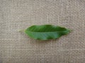 Leaf of champak tree on jute background - Adaxial face