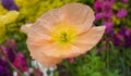 Champagne Bubbles Pink Poppy or Iseland Poppy flower close up.