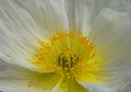 Champagne Bubbles White Iceland Poppy flowers close up. Royalty Free Stock Photo