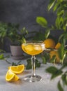 Champagne coupe glass of refreshing orange cocktail with ice served on gray table surface surround of orange fruit and different Royalty Free Stock Photo